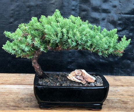 Juniper Bonsai Tree - Medium (Juniper Procumbens "nana")