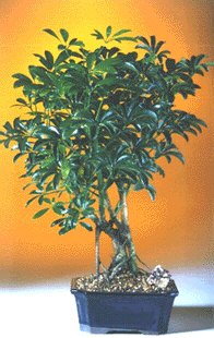 Hawaiian Umbrella Bonsai Tree Complete Starter Kit