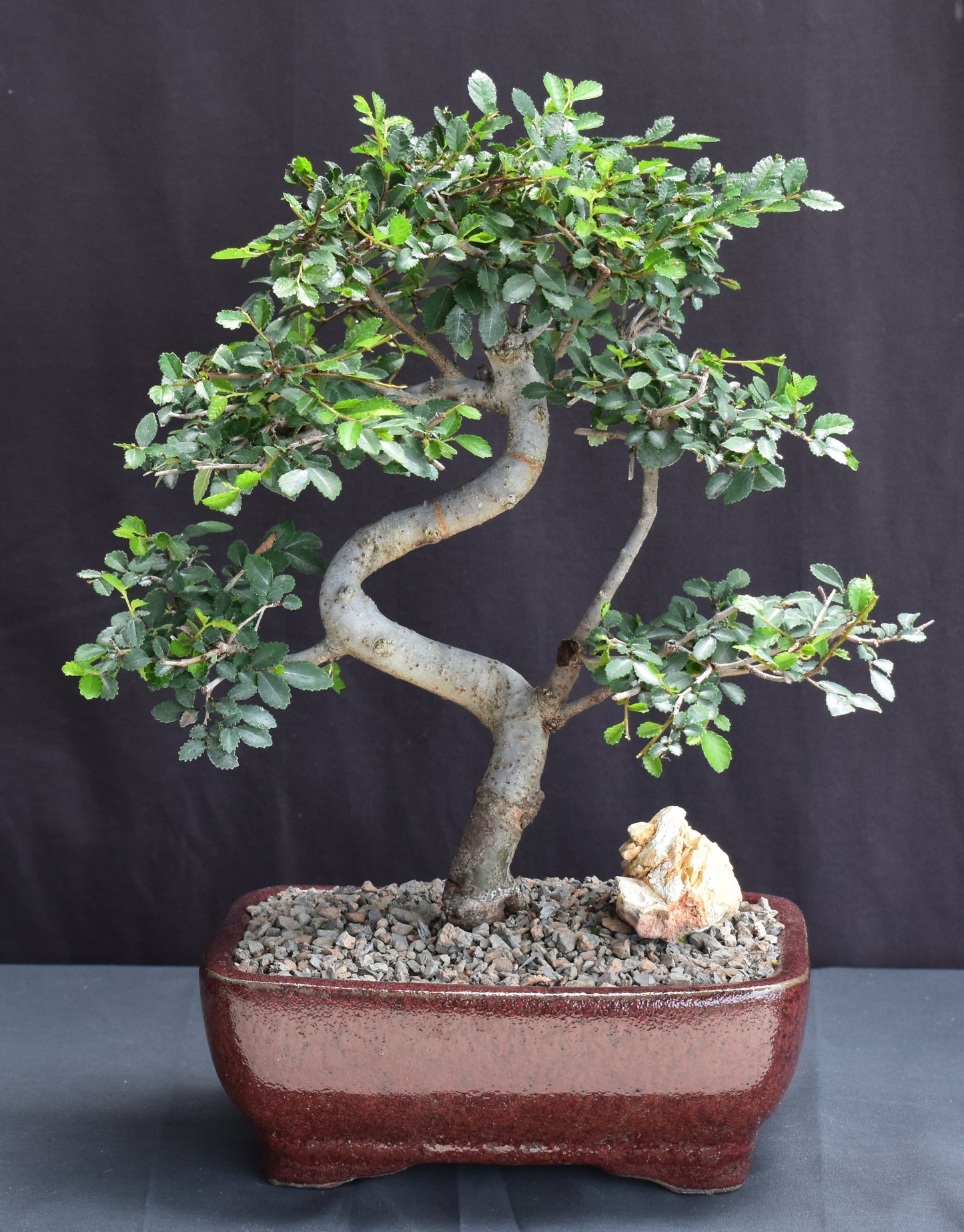 Chinese Elm Bonsai Tree - Medium Curved Trunk Style (Ulmus Parvifolia)