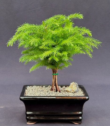 Norfolk Island Pine Bonsai Tree - Medium (Araucaria Heterophila)