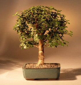 Baby Jade Bonsai Tree - Medium (Portulacaria Afra)