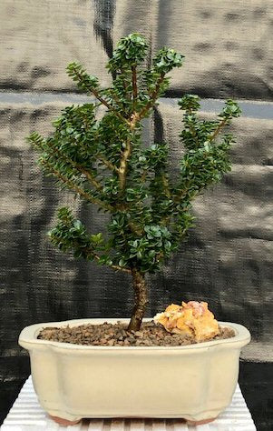 Japanese Dwarf Pagoda Holly (Ilex Crenata dwarf "Pagoda")