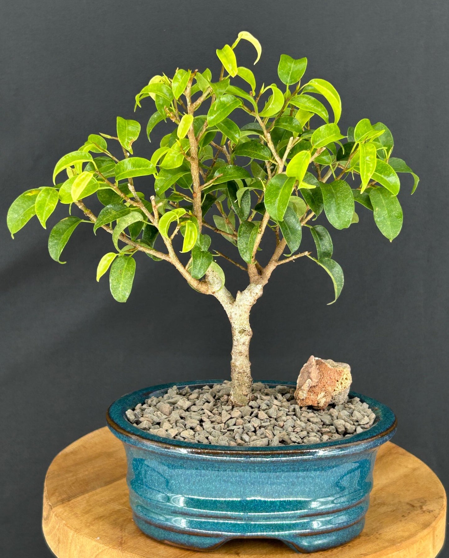 Ficus 'Too Little' Bonsai Tree - Small (ficus benjamina "too little")