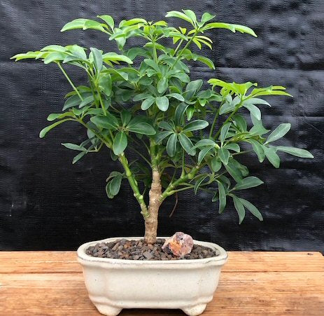 Hawaiian Umbrella Bonsai Tree - Small (arboricola schefflera 'luseanne')