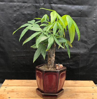 Money Bonsai Tree - Stump Style (Pachira Aquatica)