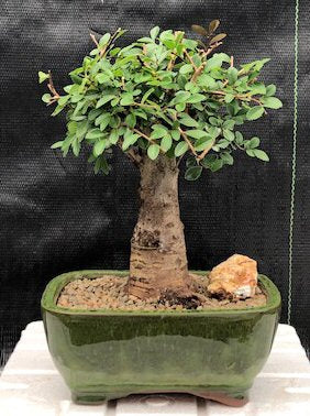 Chinese Elm Bonsai Tree - Aged Straight Trunk Style - Large (ulmus parvifolia)