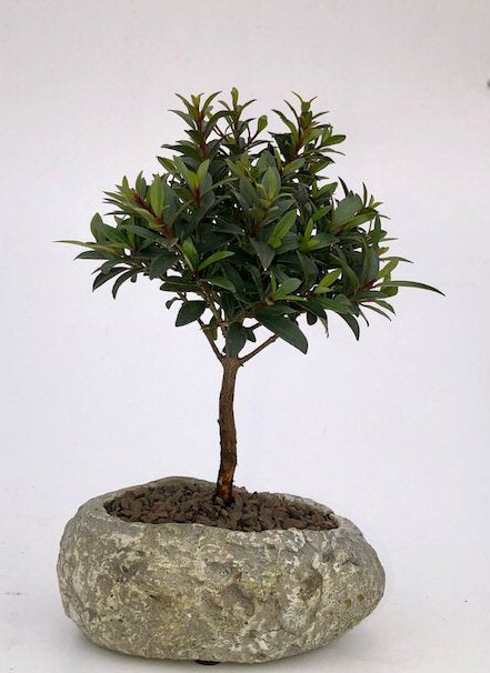 Flowering Brush Cherry In Faux Lava Rock (eugenia myrtifolia)