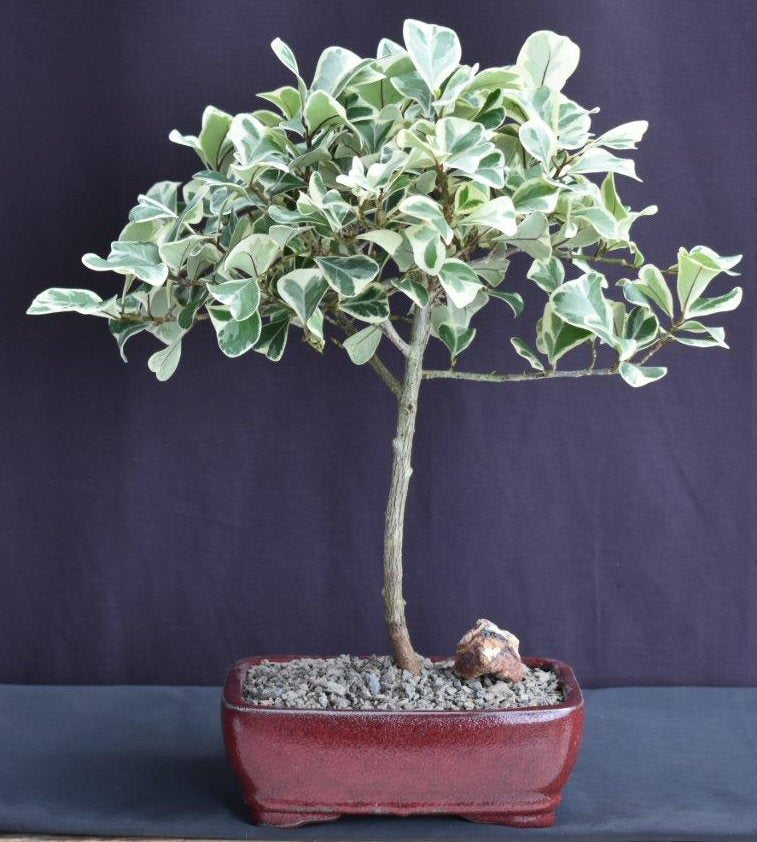 Variegated Ficus Triangularis Bonsai Tree (Ficus Triangularis 'Variegata')