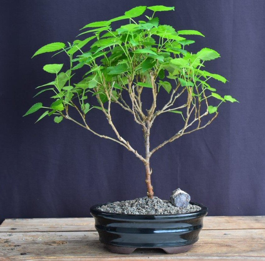 Flowering Dwarf Everbearing Mulberry Bonsai Tree - Medium (Morus Nigra)