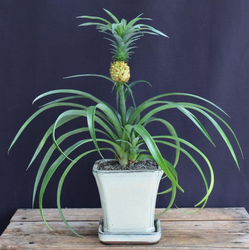 Flowering & Fruiting Pineapple Bonsai Tree - Medium (ananas nana)