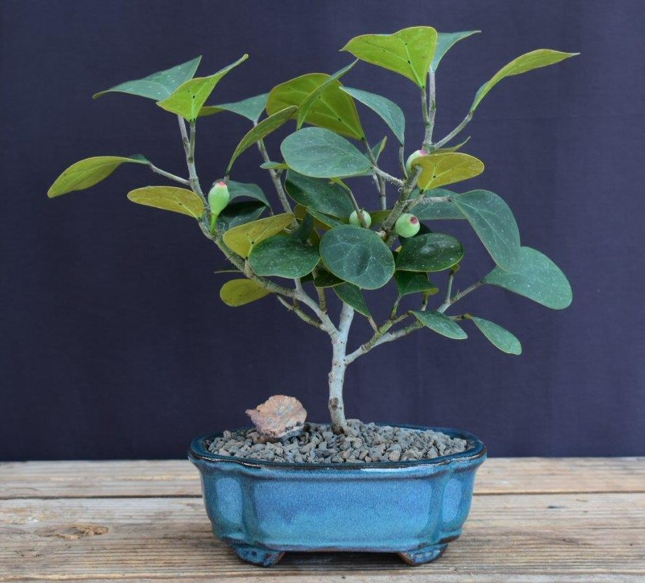 Mistletoe Fig Bonsai Tree - Small (ficus diversifolia)