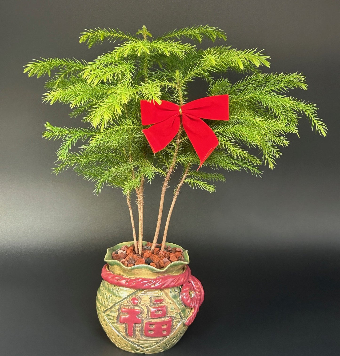Norfolk Island Pine Bonsai Tree Holiday Pot (Araucaria Heterophila)