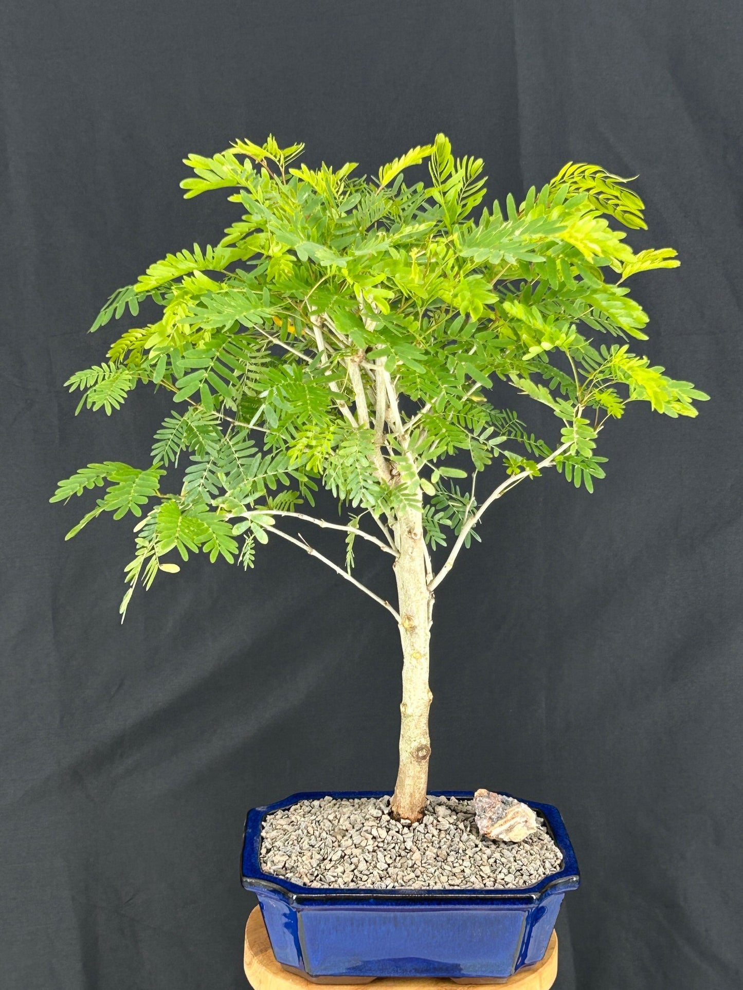 Flowering Pink / White Powder Puff Bonsai Tree (Calliandra surinamensis’)