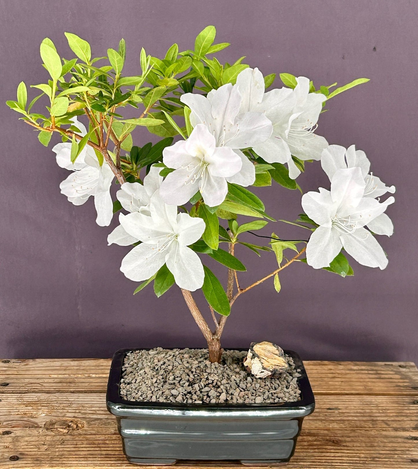 Flowering White G.G. Gerbing Azalea Bonsai Tree (Rhododendron indica 'Mrs.G.G. Gerbing')