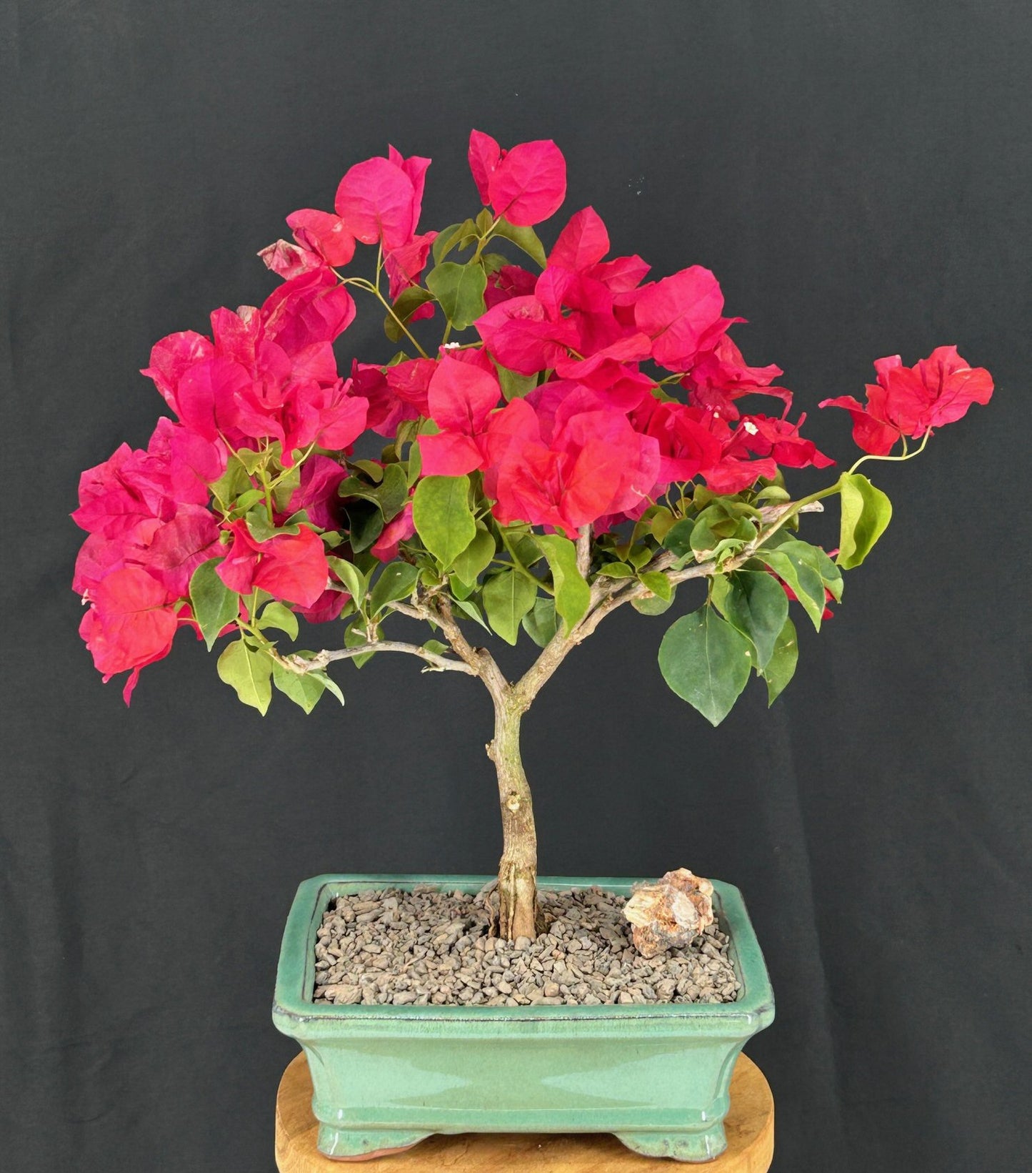 Flowering Bougainvillea Bonsai Tree - Medium (Pink Pixie)