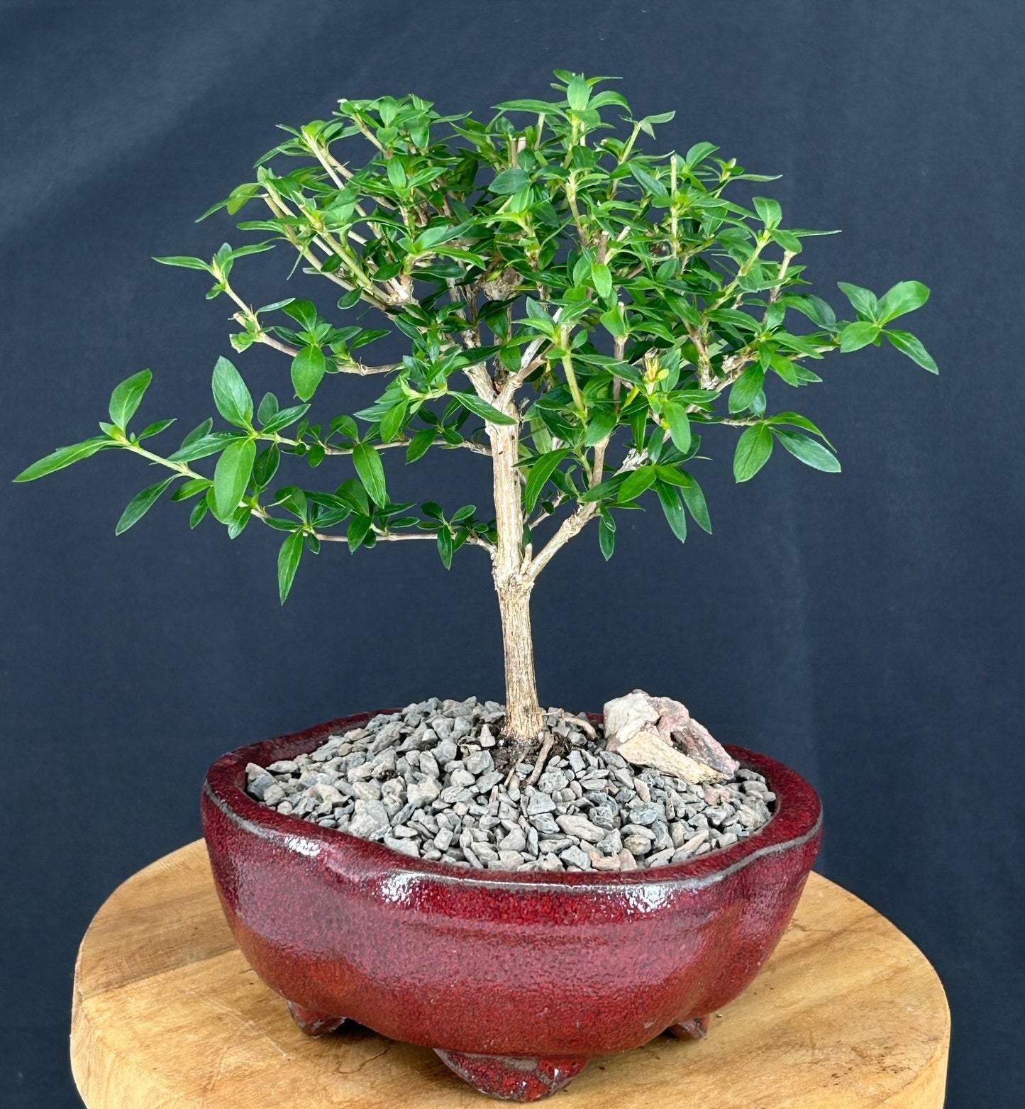 Chinese Flowering White Serissa - Small (Serissa Japonica)