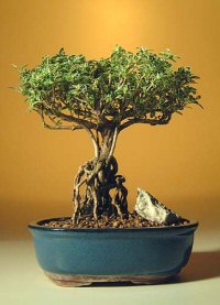 Flowering Mount Fuji Serissa Bonsai Tree - Medium With Raised Roots (serissa foetida)