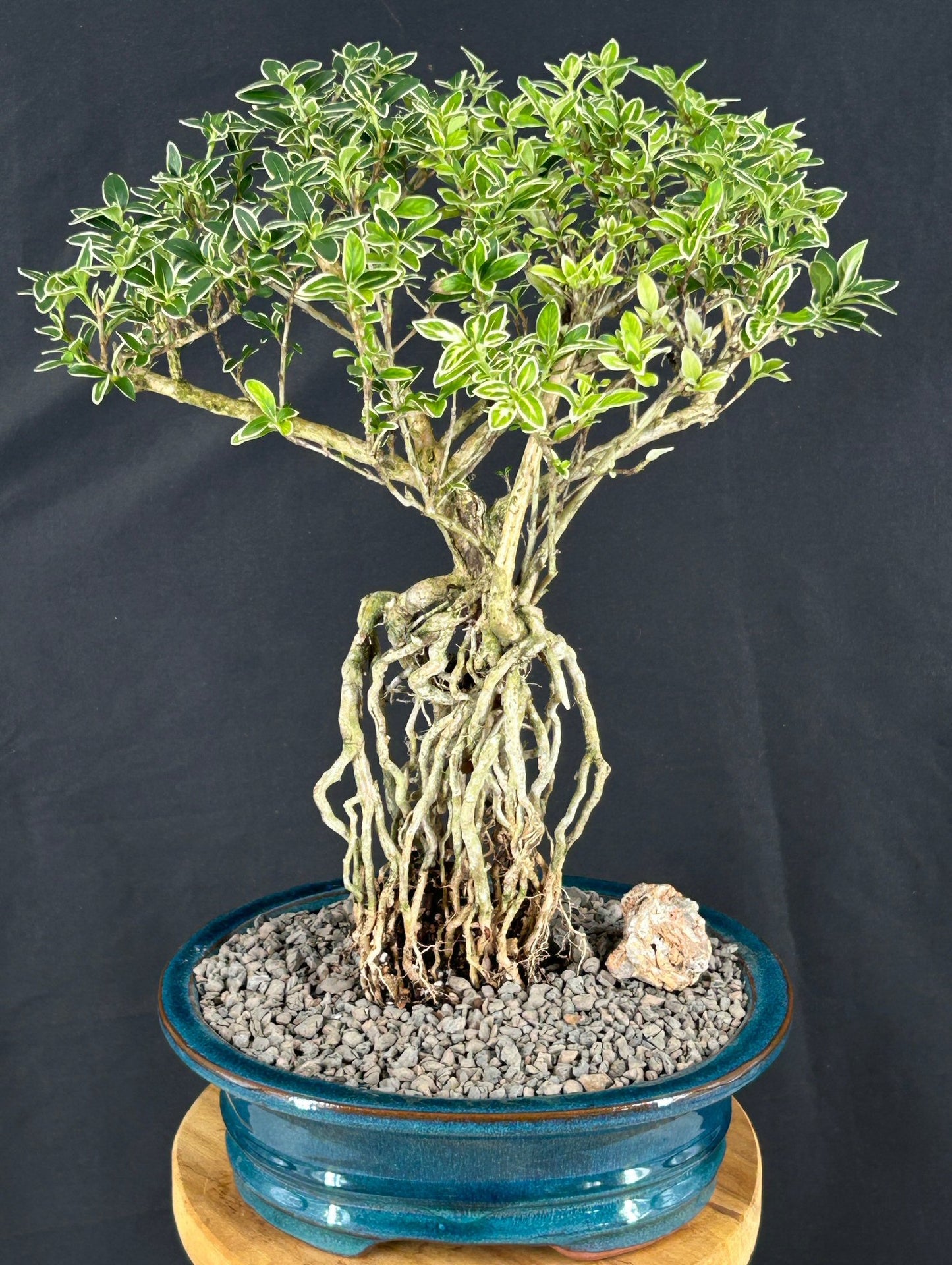 Flowering Mount Fuji Serissa Bonsai Tree - Large With Raised Roots (serissa foetida)