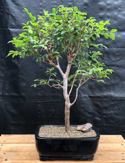Flowering Jaboticaba Bonsai Tree - Large (eugenia cauliflora)