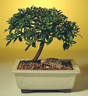 Flowering Brush Cherry Bonsai Tree - Small (eugenia myrtifolia)