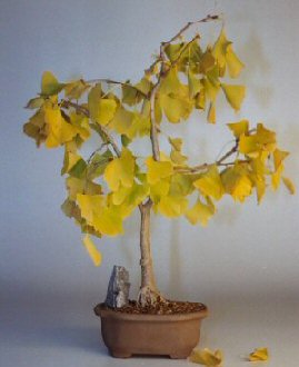 Ginkgo Bonsai Tree (ginkgo Biloba)