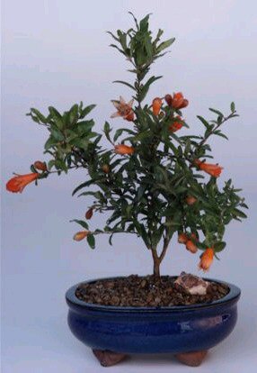 Flowering & Fruiting Dwarf Pomegranate - Small (Punica Granatum 'nana')
