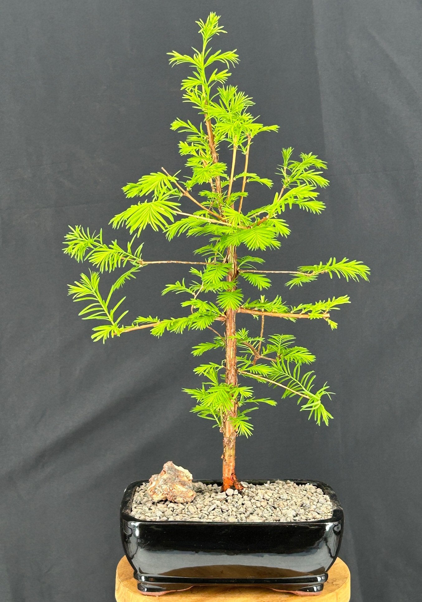 Redwood Bonsai Tree (metasequoia glyptostroboides)
