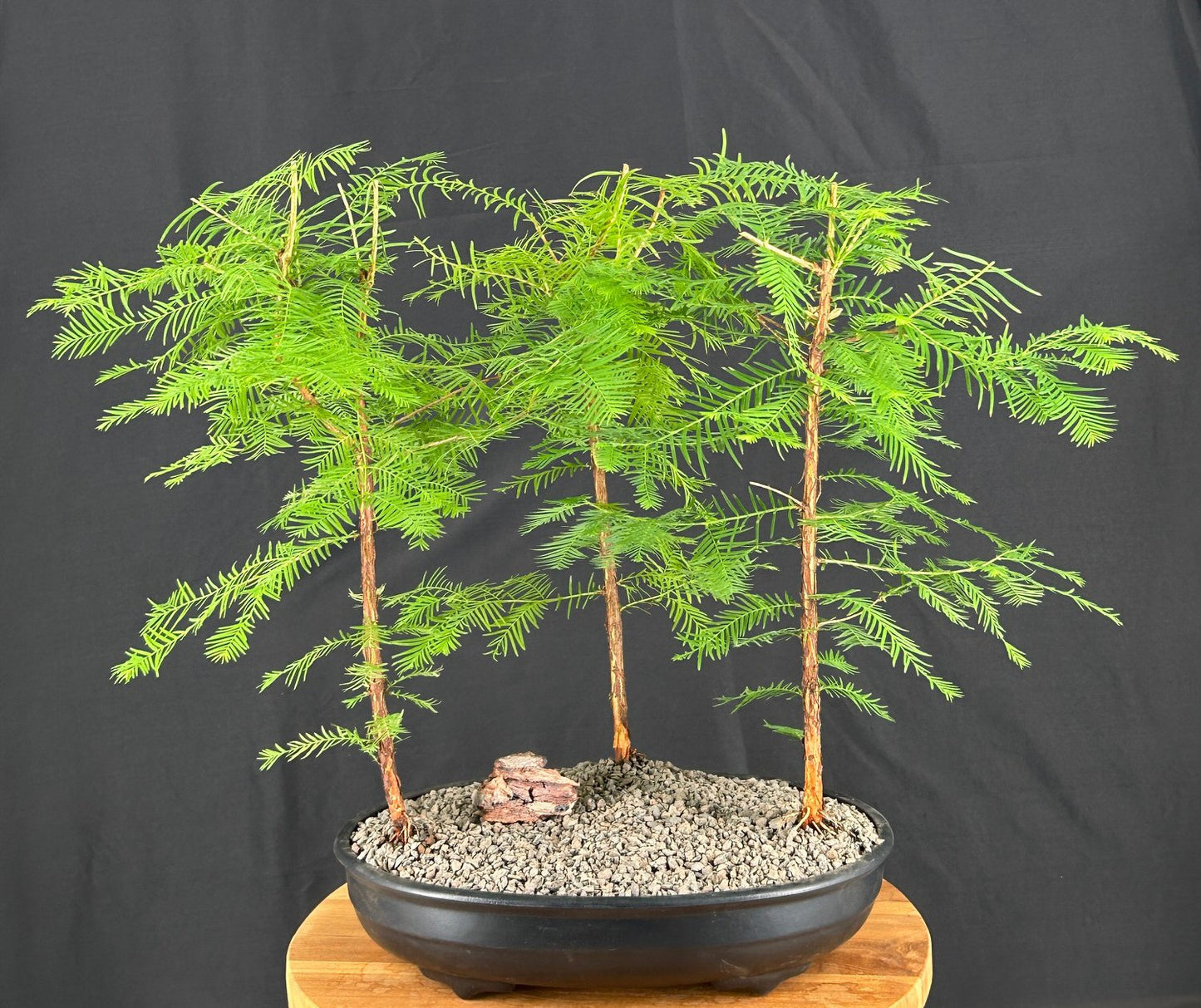 Redwood Bonsai Tree Three (3) Tree Forest Group (metasequoia glyptostroboides)
