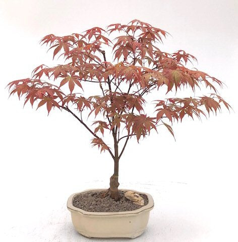 Japanese Red Maple Bonsai Tree (acer palmatum 'Rhode Island Red)