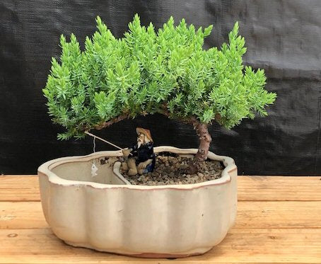 Juniper Bonsai Tree Land/Water Pot with Scalloped Edges - Medium (Juniper Procumbens "nana")
