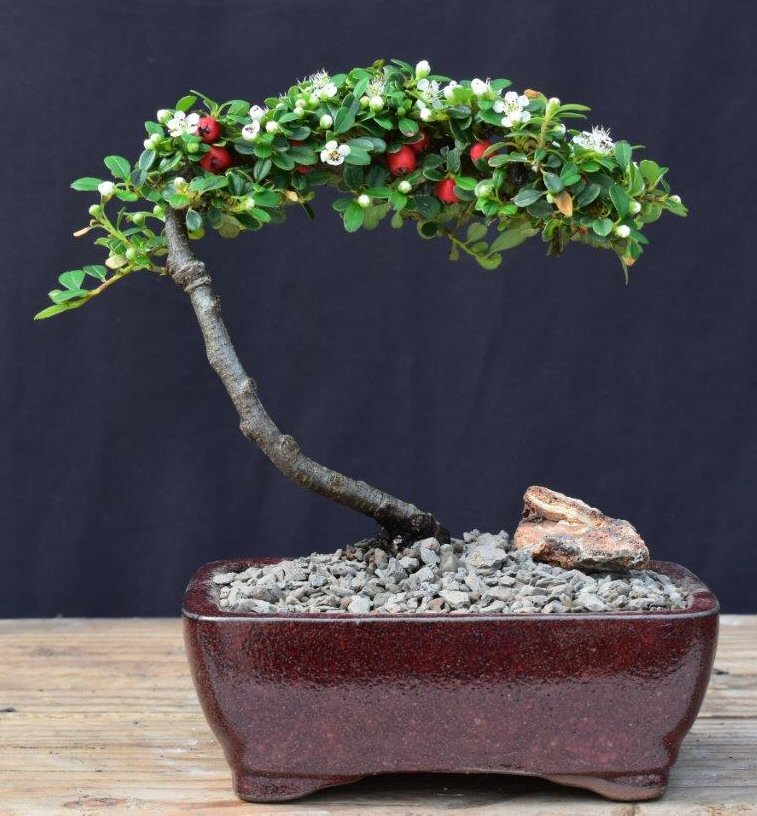 Flowering & Fruiting Evergreen Cotoneaster Bonsai Tree (dammeri 'streibs findling')