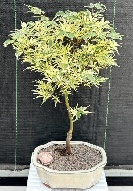 Variegated Butterfly Japanese Maple Bonsai Tree (Acer palmatum ‘Butterfly’)
