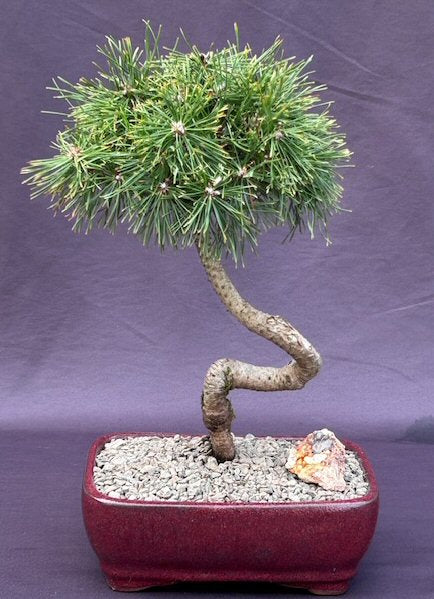 Twisty Mugo Pine Bonsai Tree (pinus mugo 'twisty')