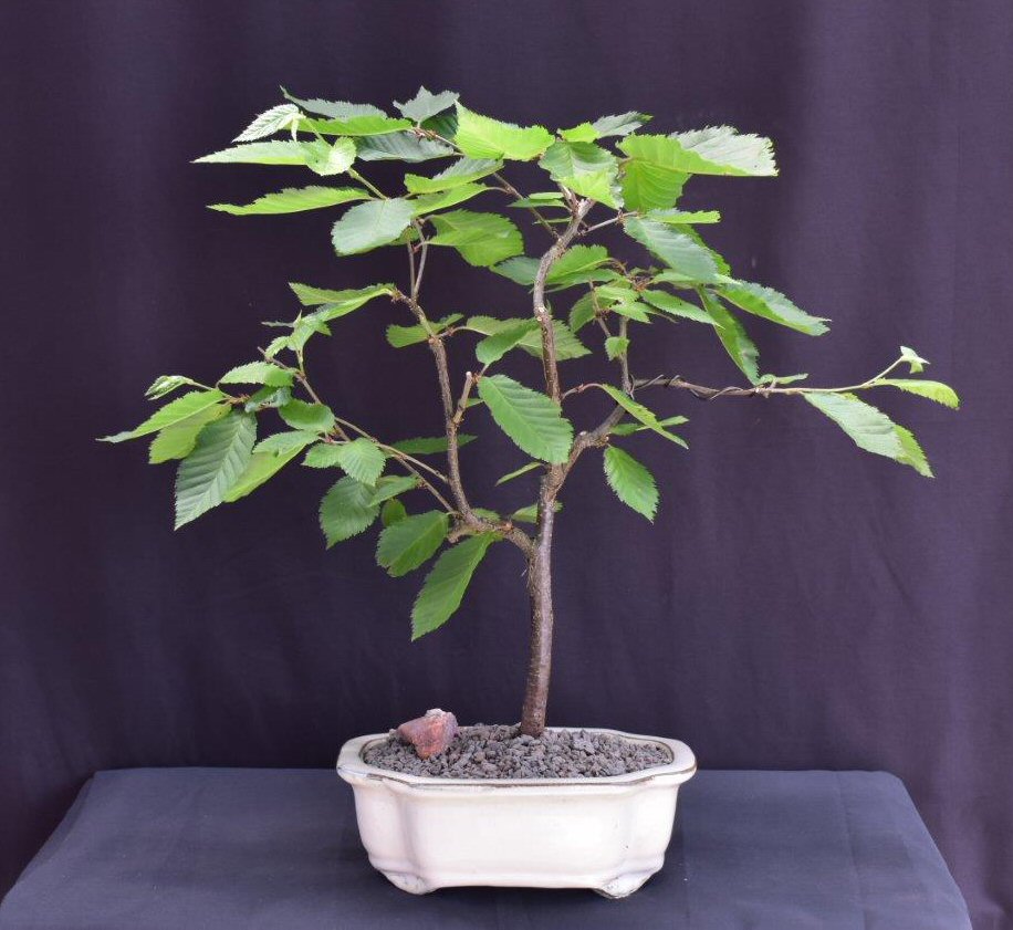 Yellow Birch Bonsai Tree (Betula alleghaniensis)