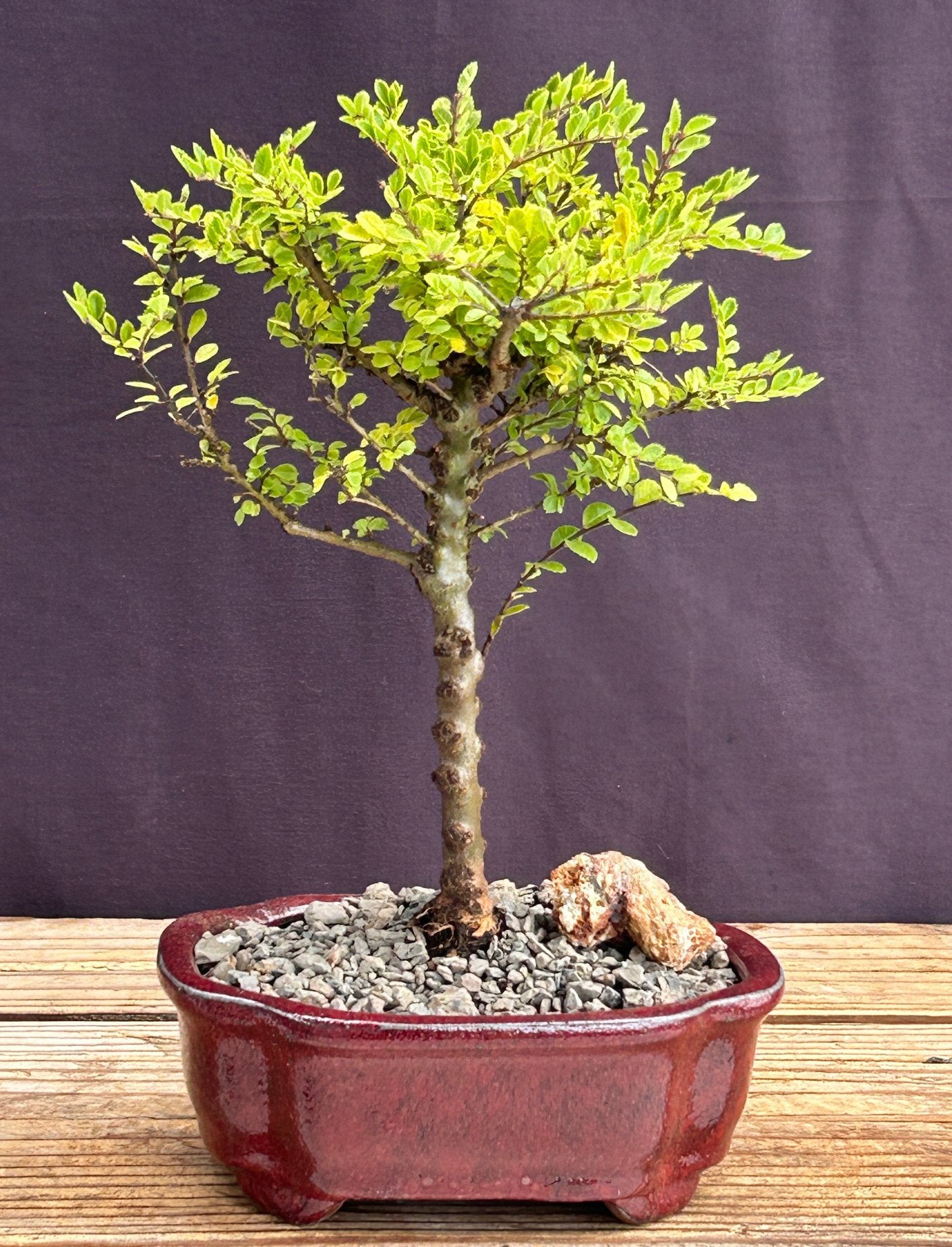 Chinese Seiju Elm Bonsai Tree - Small (ulmus parvifolia 'seiju')