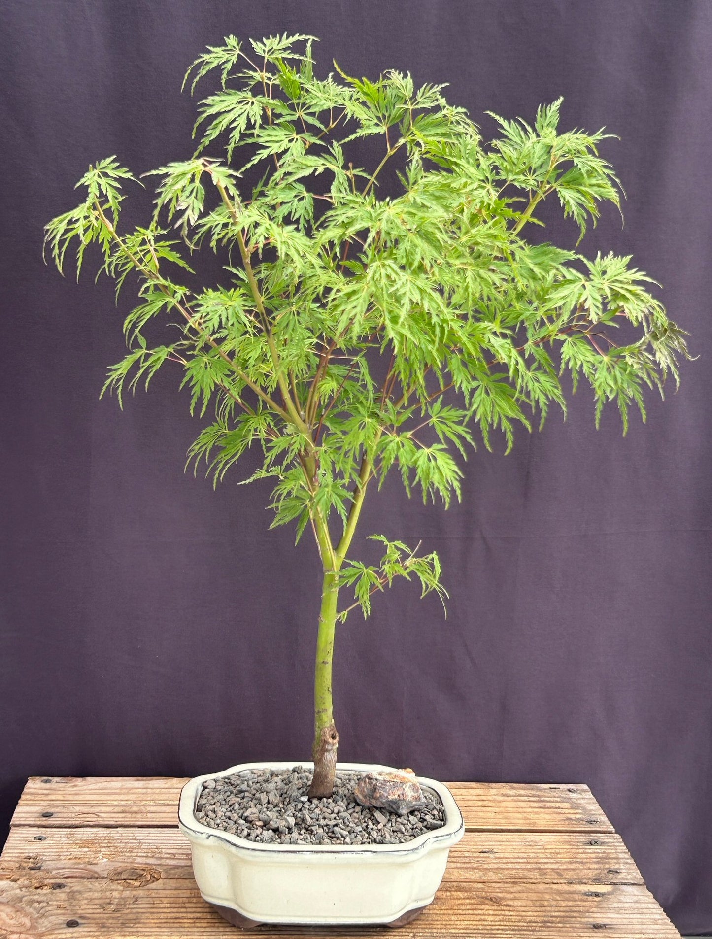Seiryu Laceleaf Maple Bonsai Tree (Acer palmatum var. dissectum 'Seiryu')