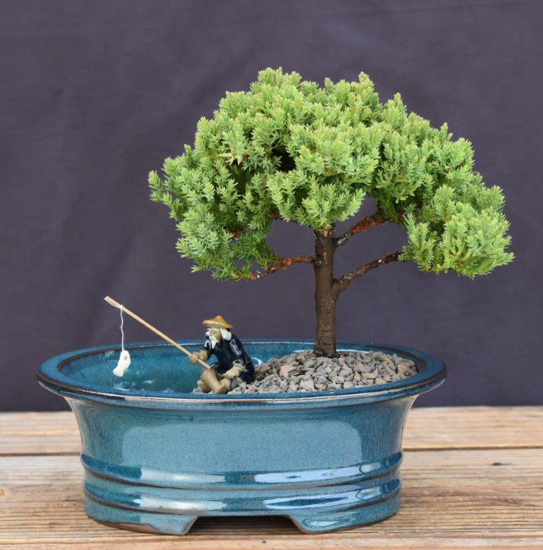 Upright Juniper Bonsai Tree Land/Water Pot - (Juniper Procumbens "nana")