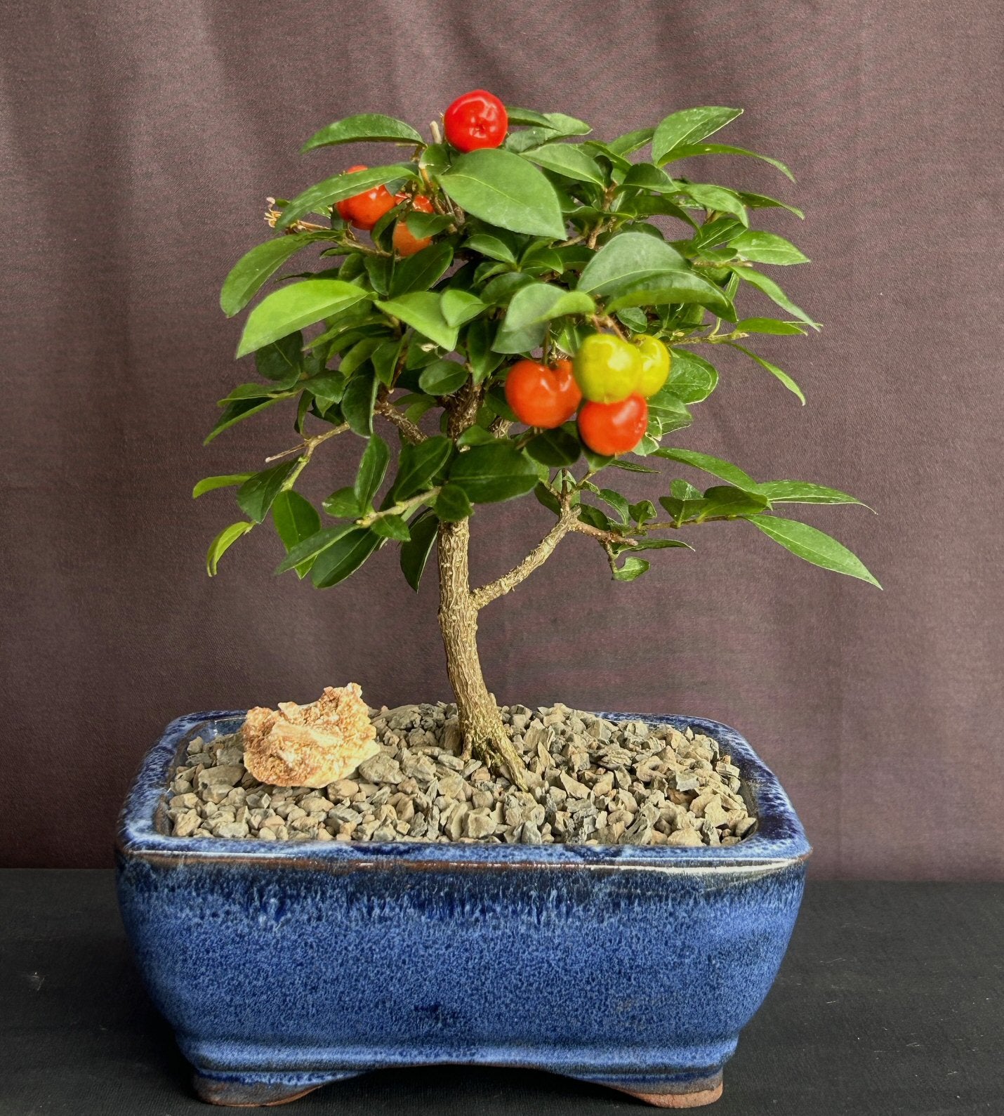 Barbados Cherry Bonsai Tree - Small (malpighia Pendiculata)