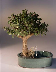 Baby Jade Bonsai Tree Land/Water Pot - Medium (Portulacaria Afra)