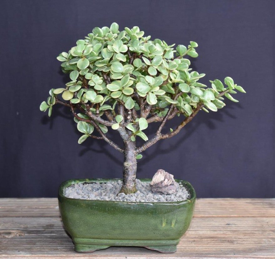 Baby Jade Bonsai Tree Variegated - Medium (portulacaria afra variegata)