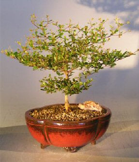 Black Olive Bonsai Tree (bucida spinosa)