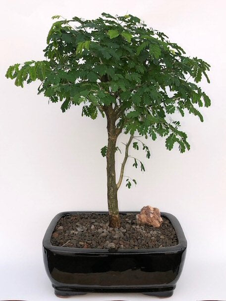 Flowering Brazilian Raintree Bonsai Tree Large (pithecellobium tortum)