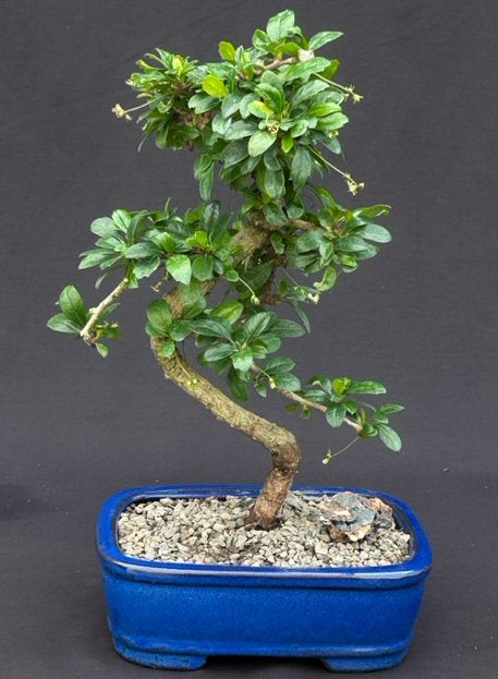 Flowering Fukien Tea Bonsai Tree - Medium Curved Trunk Style (ehretia microphylla)