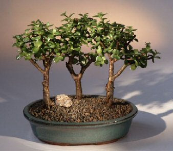 Baby Jade - 3 Bonsai Tree Group (portulacaria afra)