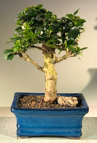 Flowering Fukien Tea Bonsai Tree - Upright Aged - Medium (ehretia microphylla)