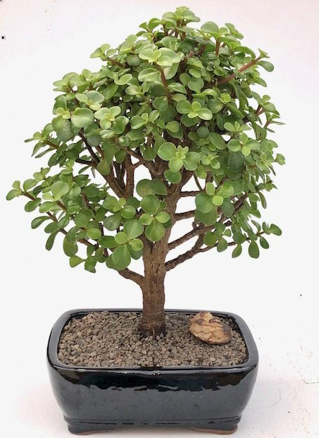Baby Jade Bonsai Tree - Large (Portulacaria Afra)