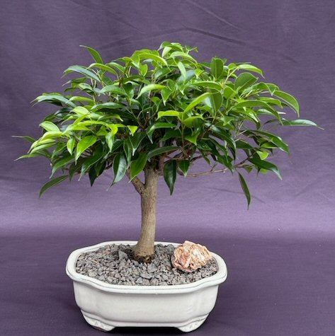 Oriental Ficus Bonsai Tree - Medium (ficus benjamina 'orientalis')