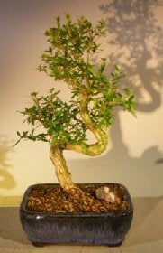 Chinese Flowering White Serissa - Tree of a Thousand Stars - Medium Curved Trunk Style (Serissa Japonica)