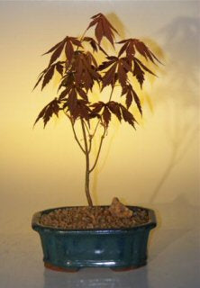 Japanese Red Maple Bonsai Tree - Small (acer palmatum 'atropurpureum')