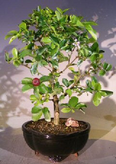 Flowering Dwarf Weeping Barbados Cherry Bonsai Tree - Large (malpighia Pendiculata)